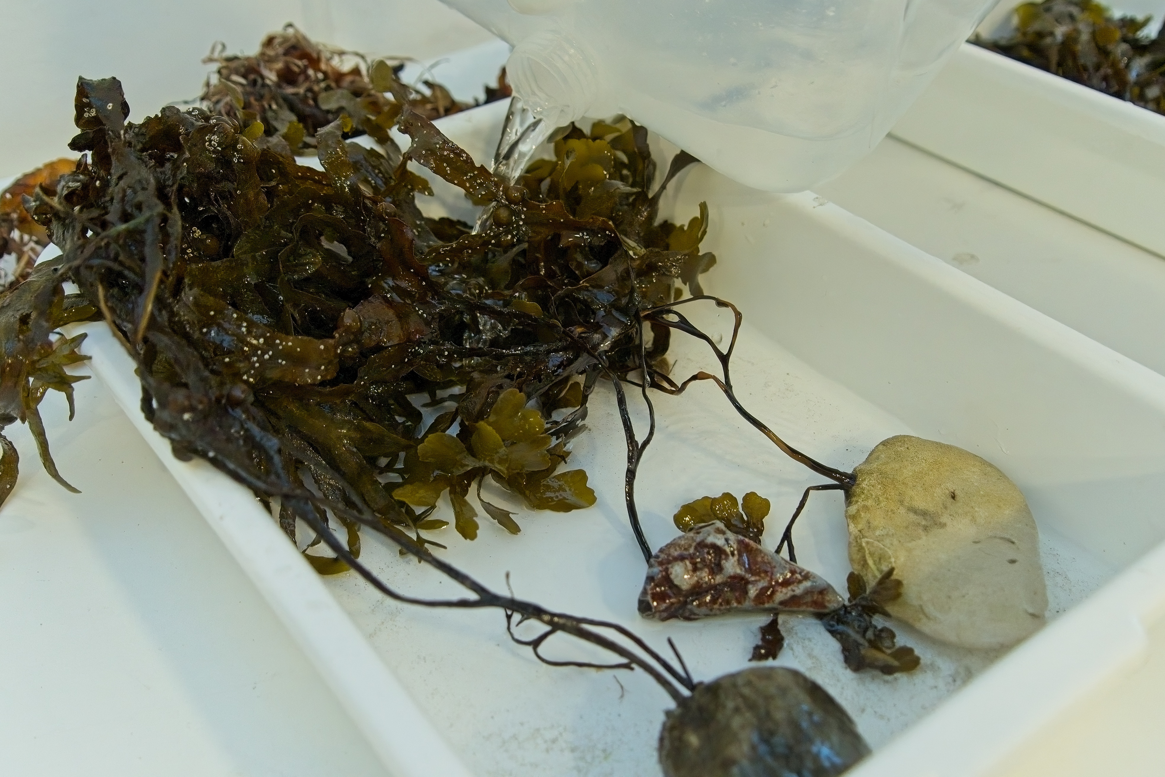 ▴ Welcoming sensory session with the algae from Öresund representing the non-humans