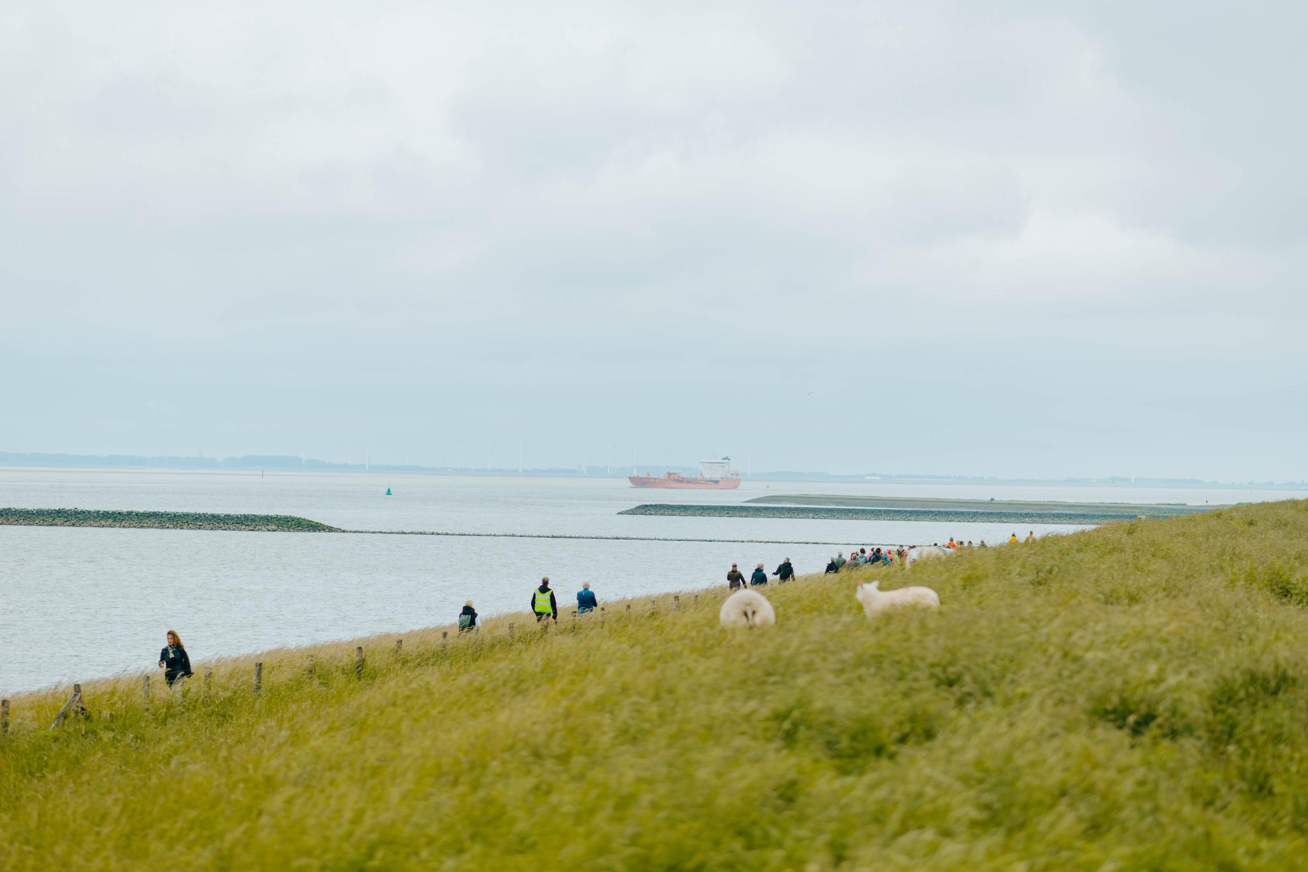 ▴  Walking along the Scheldt River Delta (2), 2023 © Grenspark Groot Saeftinghe.